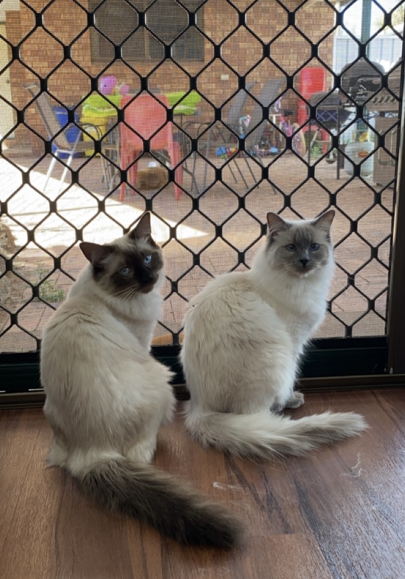 Welcome to Lenfield Boxers and Ragdolls