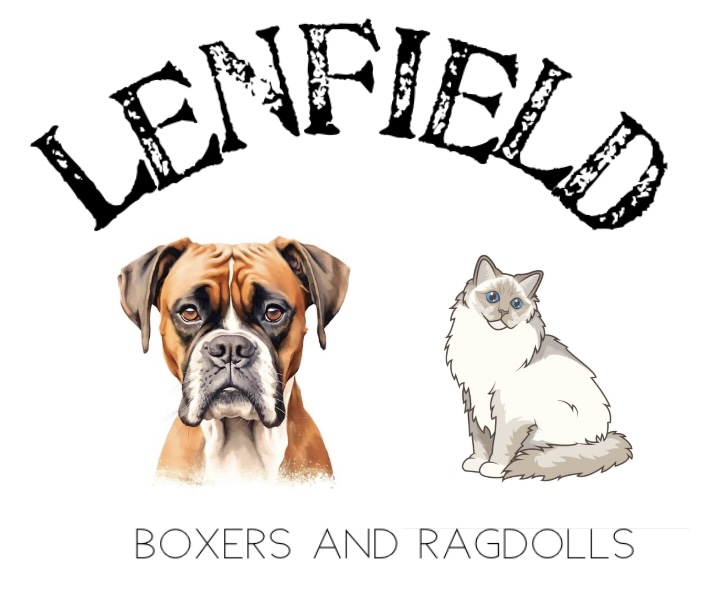 Lenfield Boxers and Ragdolls