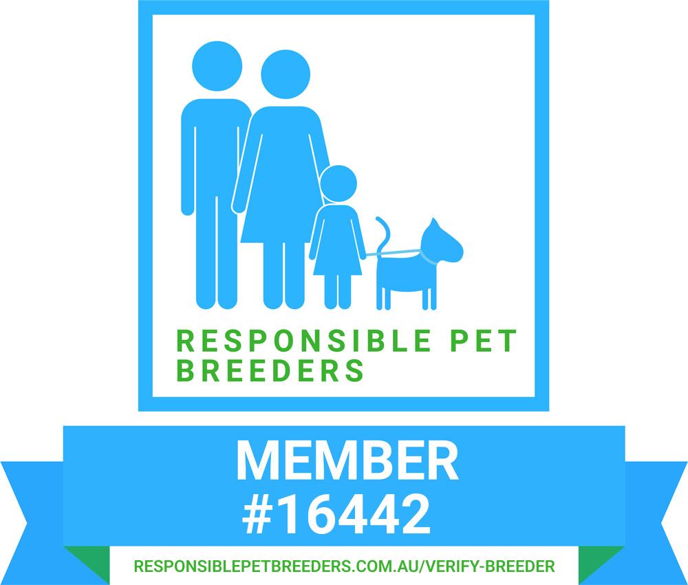 Lenfield Boxers and Ragdolls