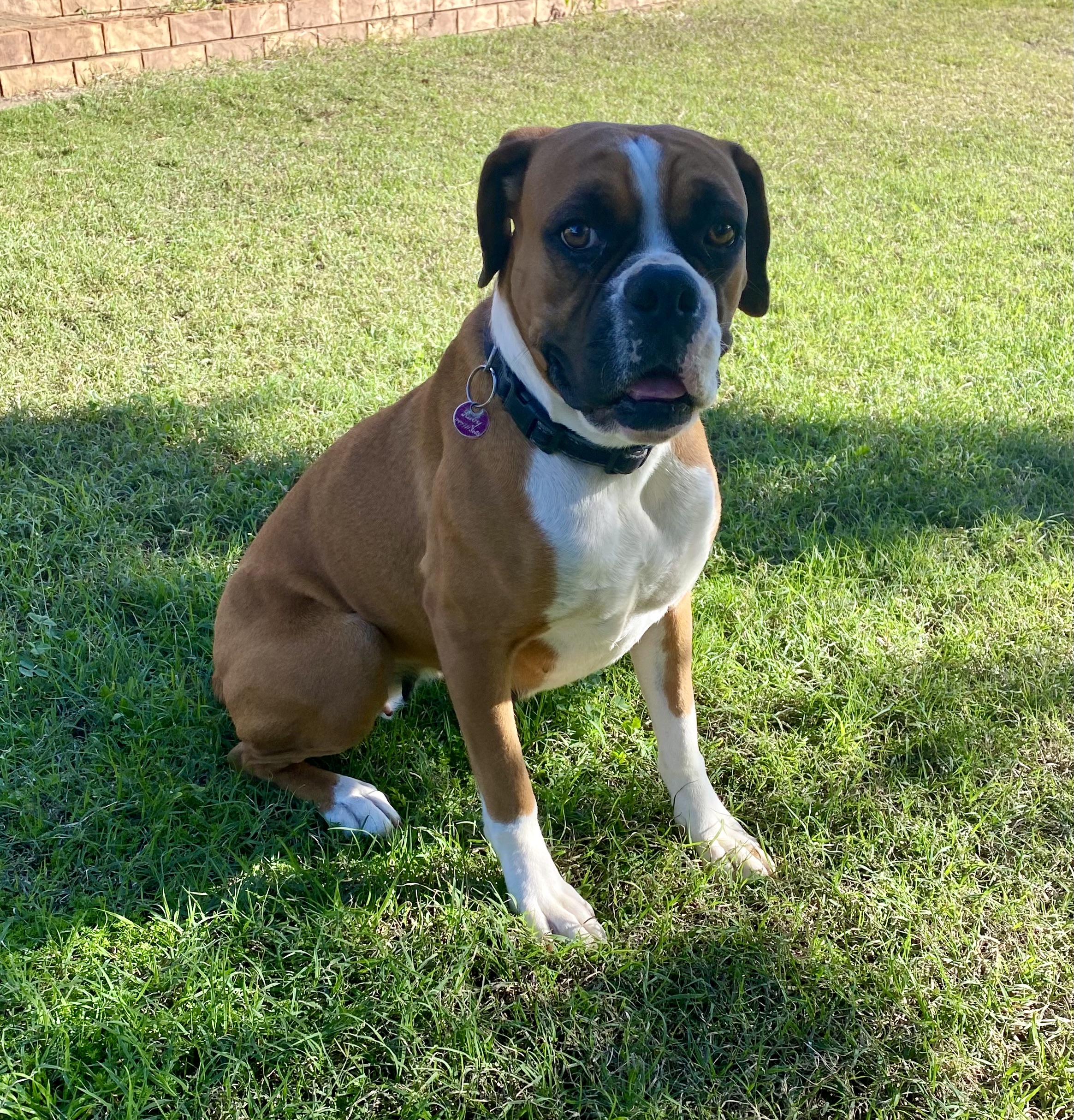 Welcome to Lenfield Boxers and Ragdolls